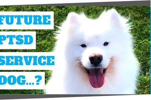 PTSD Service Dog application: The frustrations (3rd attempt)